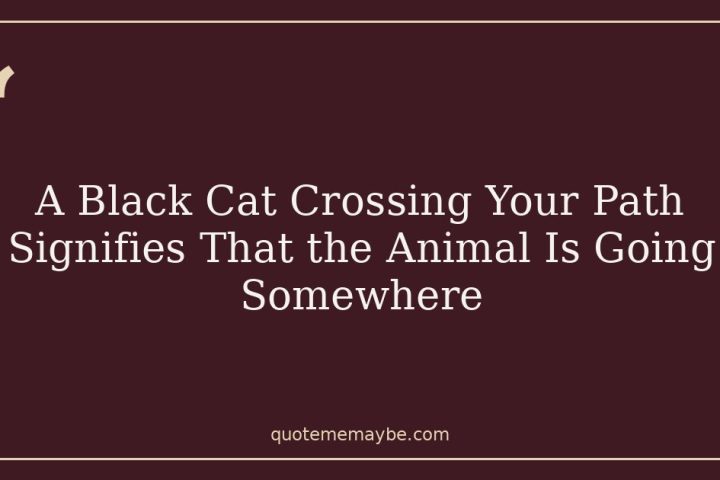 A Black Cat Crossing Your Path Signifies That the Animal Is Going Somewhere